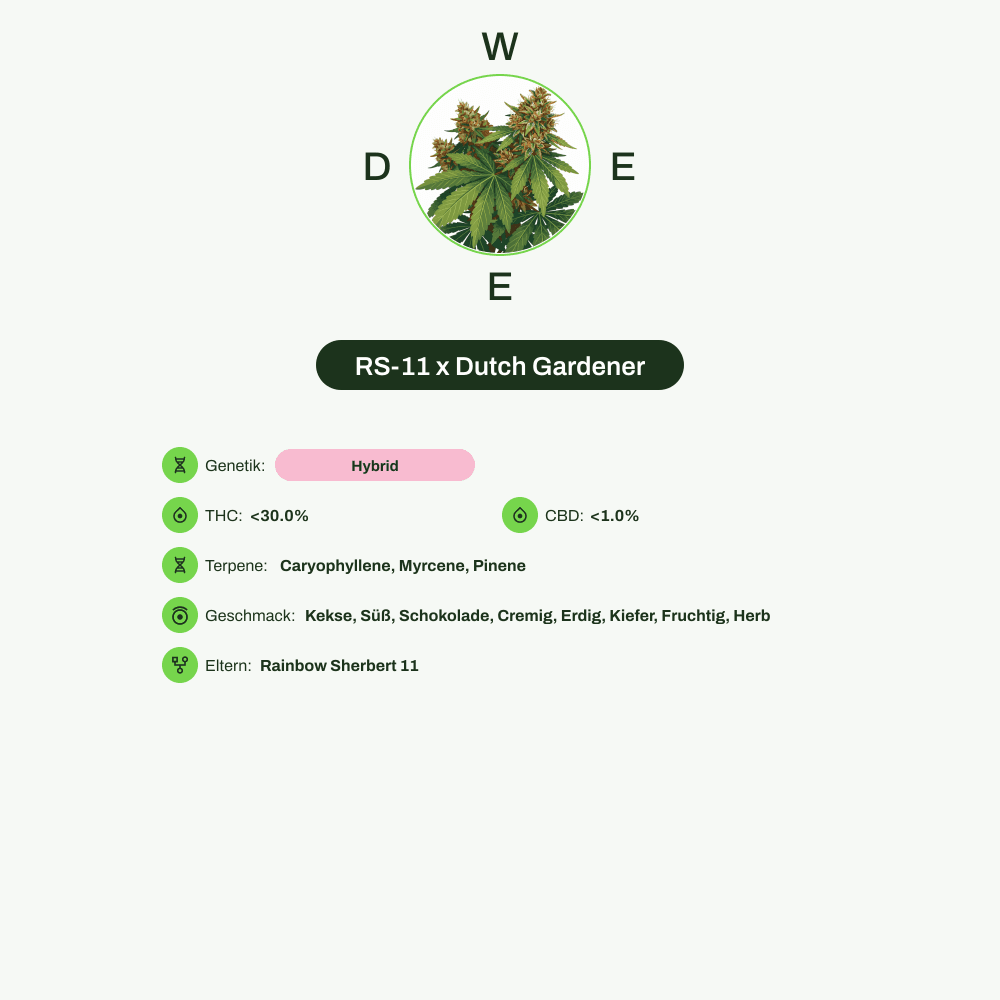Infografik über THC-Gehalt, CBD-Gehalt, Terpene, Wirkungen, Geschmack von RS-11 x Dutch Gardener