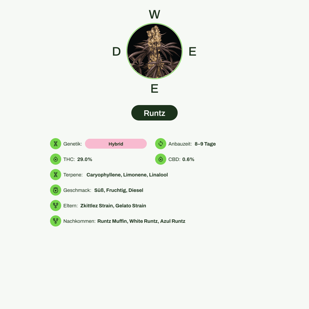 Infografik über THC-Gehalt, CBD-Gehalt, Terpene, Wirkungen, Geschmack von Runtz