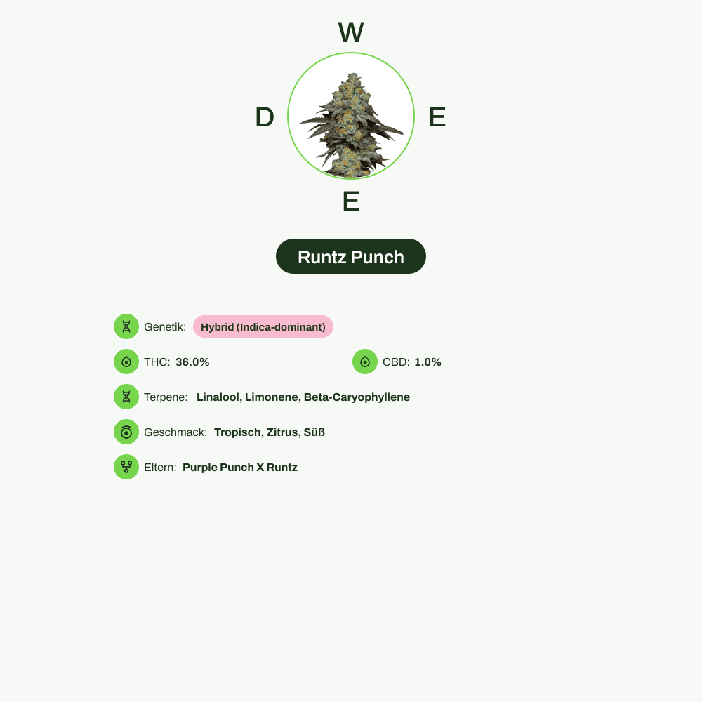 Infografik über THC-Gehalt, CBD-Gehalt, Terpene, Wirkungen, Geschmack von Runtz Punch