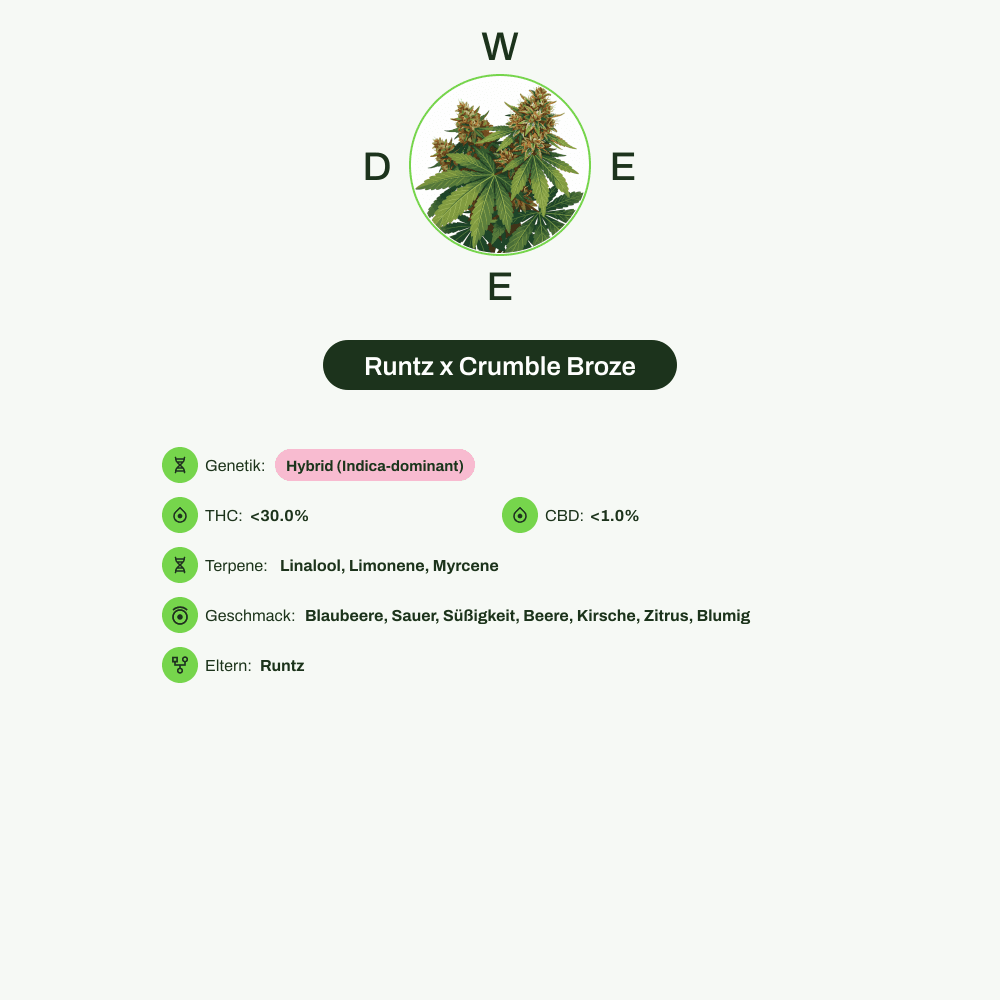Infografik über THC-Gehalt, CBD-Gehalt, Terpene, Wirkungen, Geschmack von Runtz x Crumble Broze