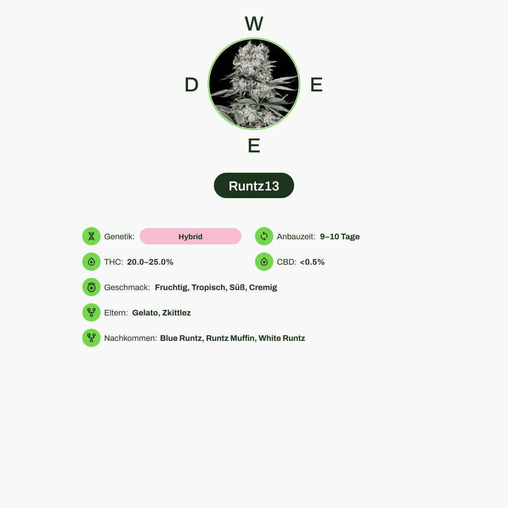 Infografik über THC-Gehalt, CBD-Gehalt, Wirkungen, Geschmack von Runtz13