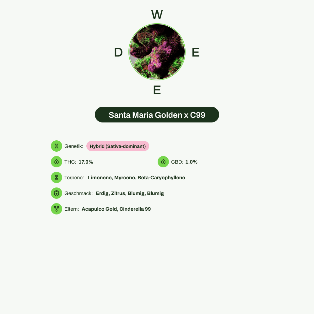 Infografik über THC-Gehalt, CBD-Gehalt, Terpene, Wirkungen, Geschmack von Santa Maria Golden x C99