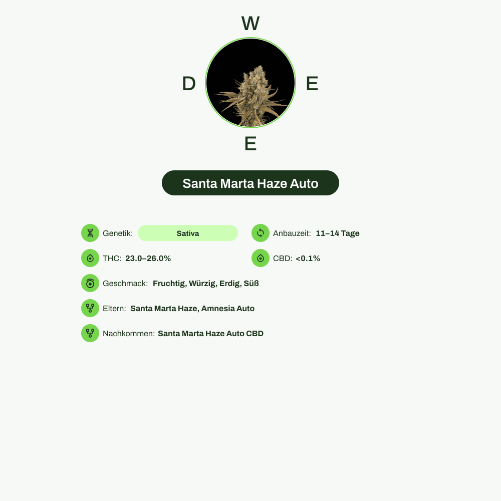Infografik über THC-Gehalt, CBD-Gehalt, Wirkungen, Geschmack von Santa Marta Haze Auto