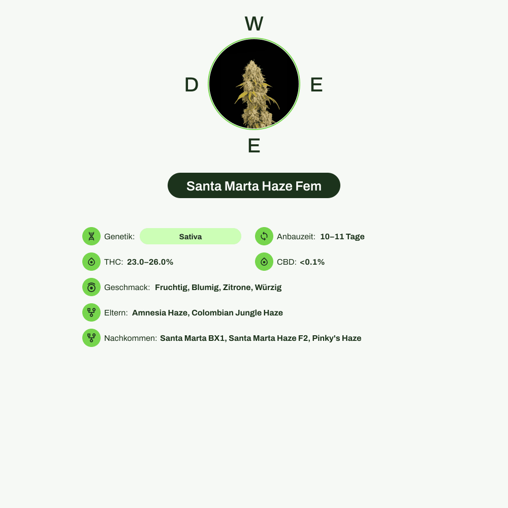 Infografik über THC-Gehalt, CBD-Gehalt, Wirkungen, Geschmack von Santa Marta Haze Fem