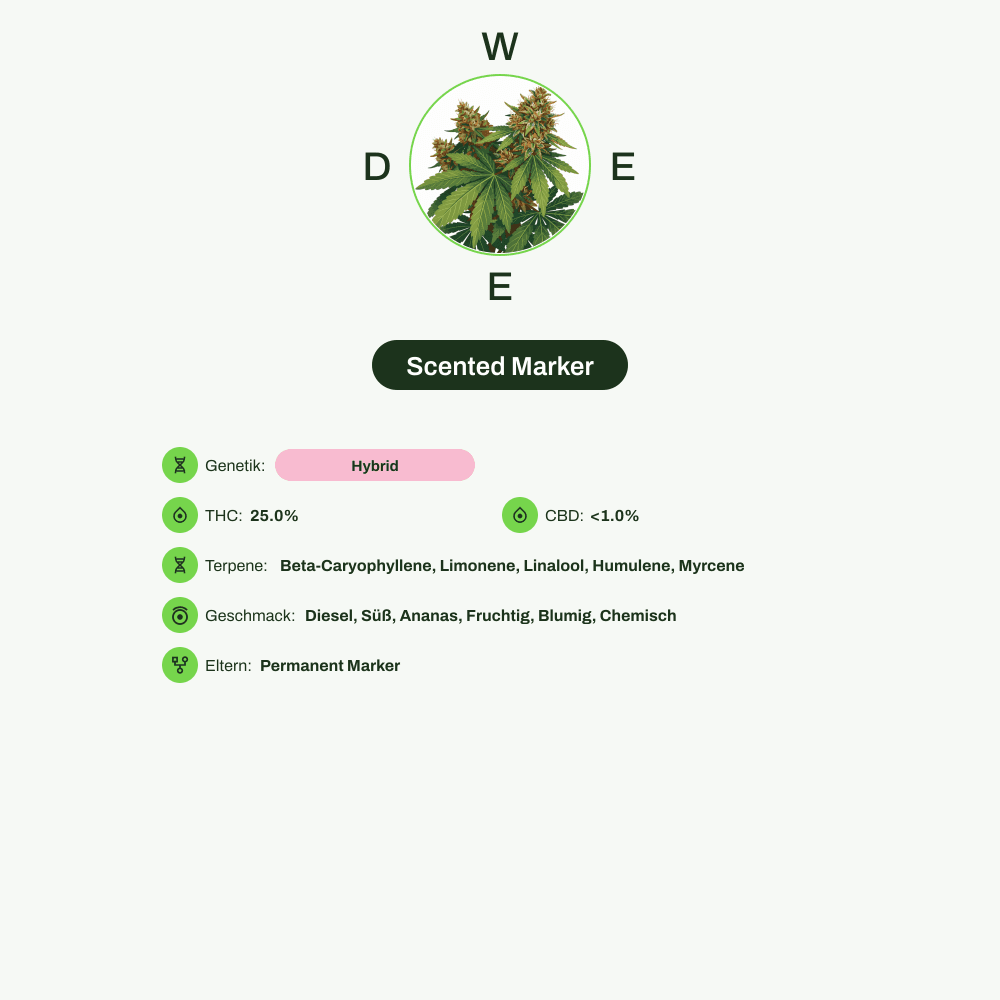 Infografik über THC-Gehalt, CBD-Gehalt, Terpene, Wirkungen, Geschmack von Scented Marker