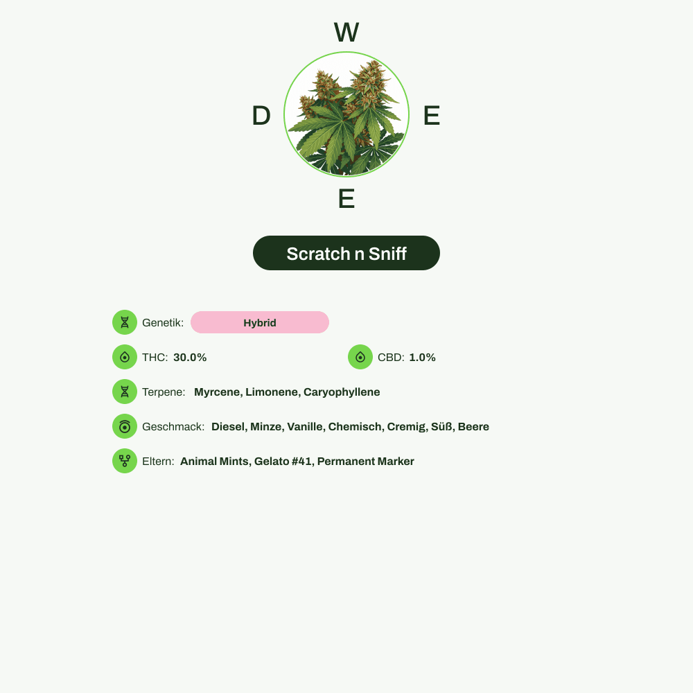 Infografik über THC-Gehalt, CBD-Gehalt, Terpene, Wirkungen, Geschmack von Scratch n Sniff