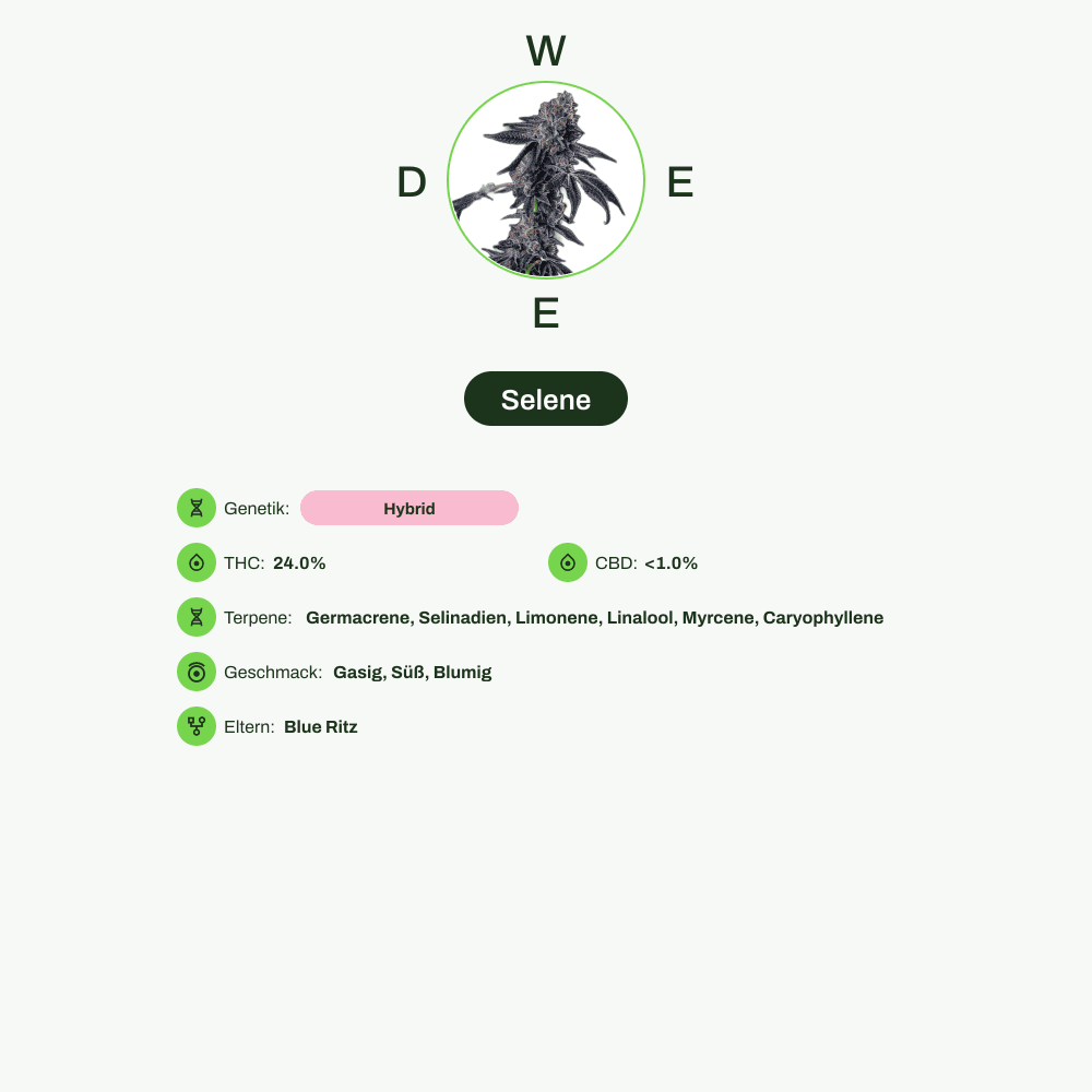 Infografik über THC-Gehalt, CBD-Gehalt, Terpene, Wirkungen, Geschmack von Selene