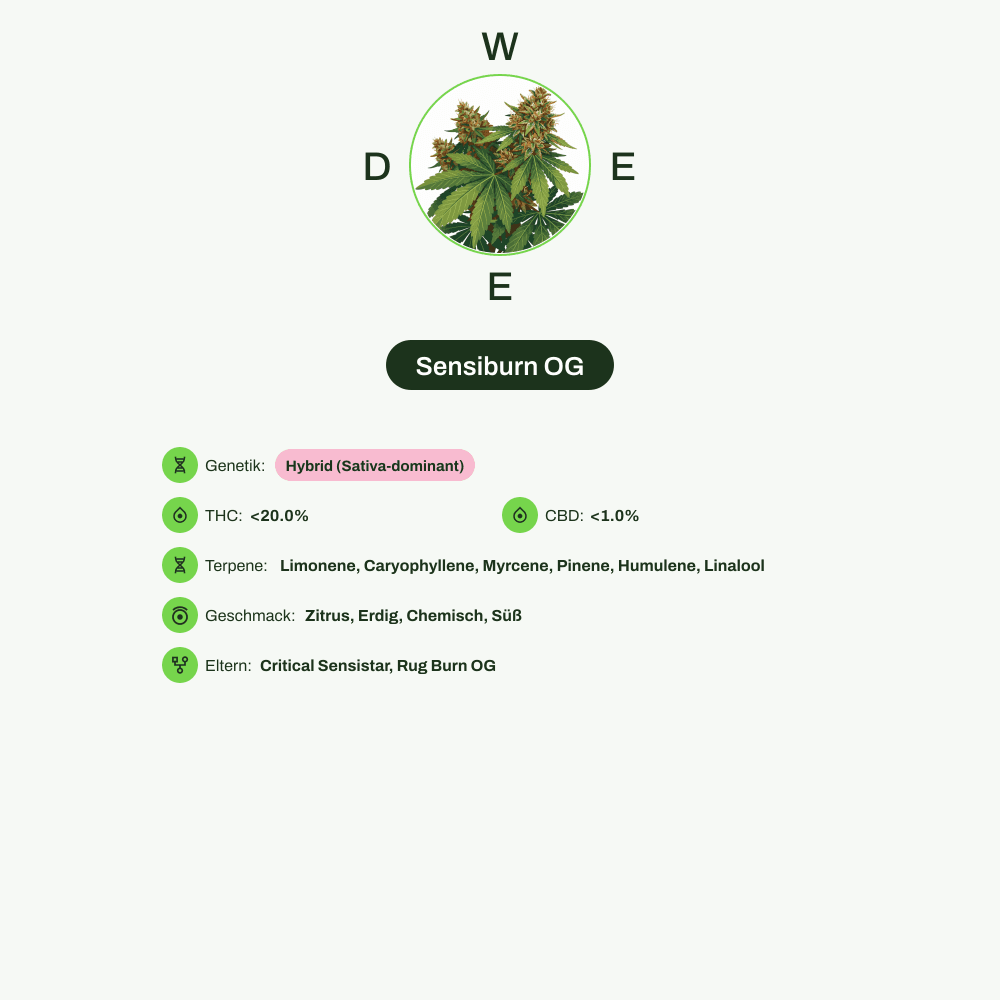 Infografik über THC-Gehalt, CBD-Gehalt, Terpene, Wirkungen, Geschmack von Sensiburn OG