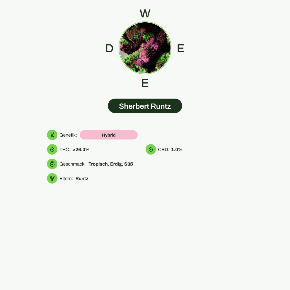 Infografik über THC-Gehalt, CBD-Gehalt, Wirkungen, Geschmack von Sherbert Runtz