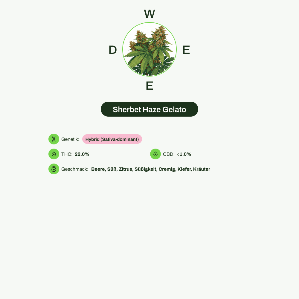 Infografik über THC-Gehalt, CBD-Gehalt, Wirkungen, Geschmack von Sherbet Haze Gelato