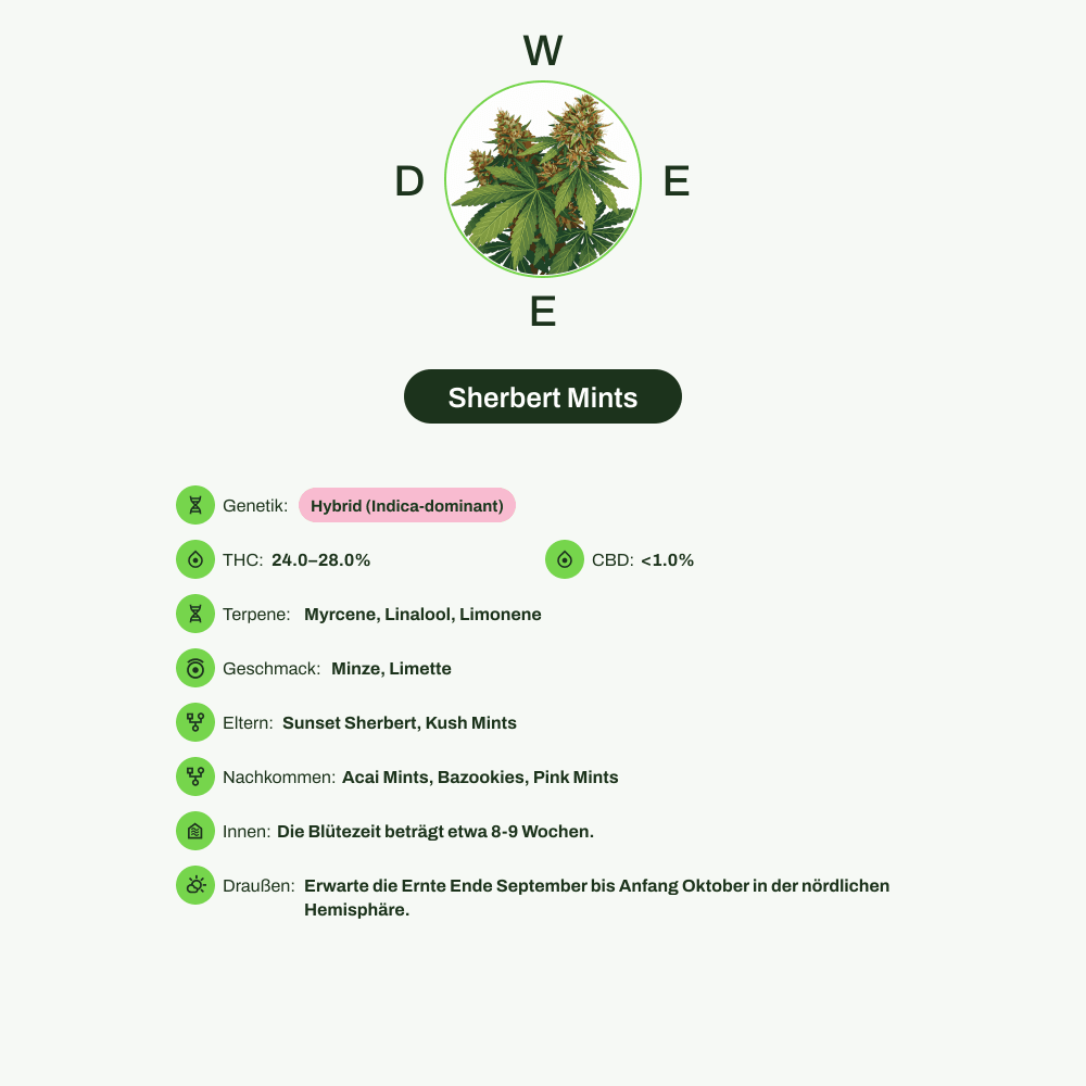 Infografik über THC-Gehalt, CBD-Gehalt, Terpene, Wirkungen, Geschmack von Sherbert Mints