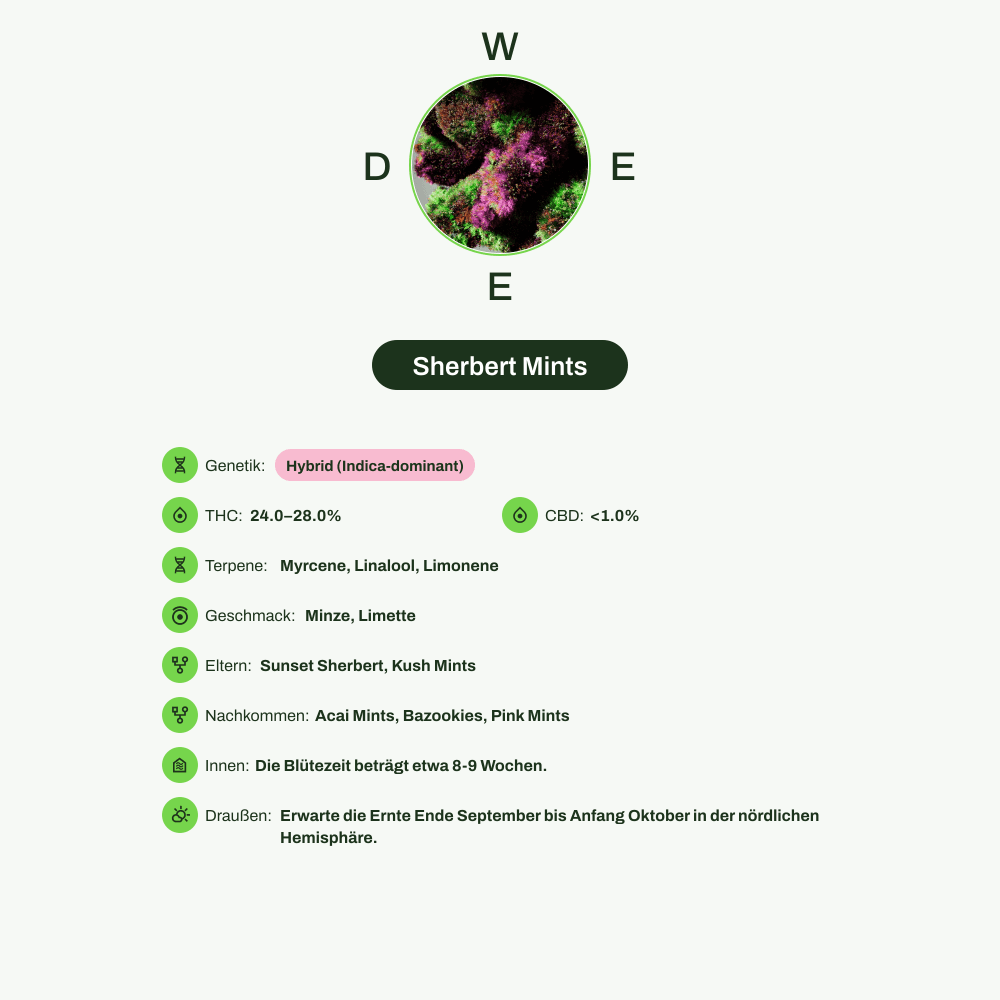Infografik über THC-Gehalt, CBD-Gehalt, Terpene, Wirkungen, Geschmack von Sherbert Mints