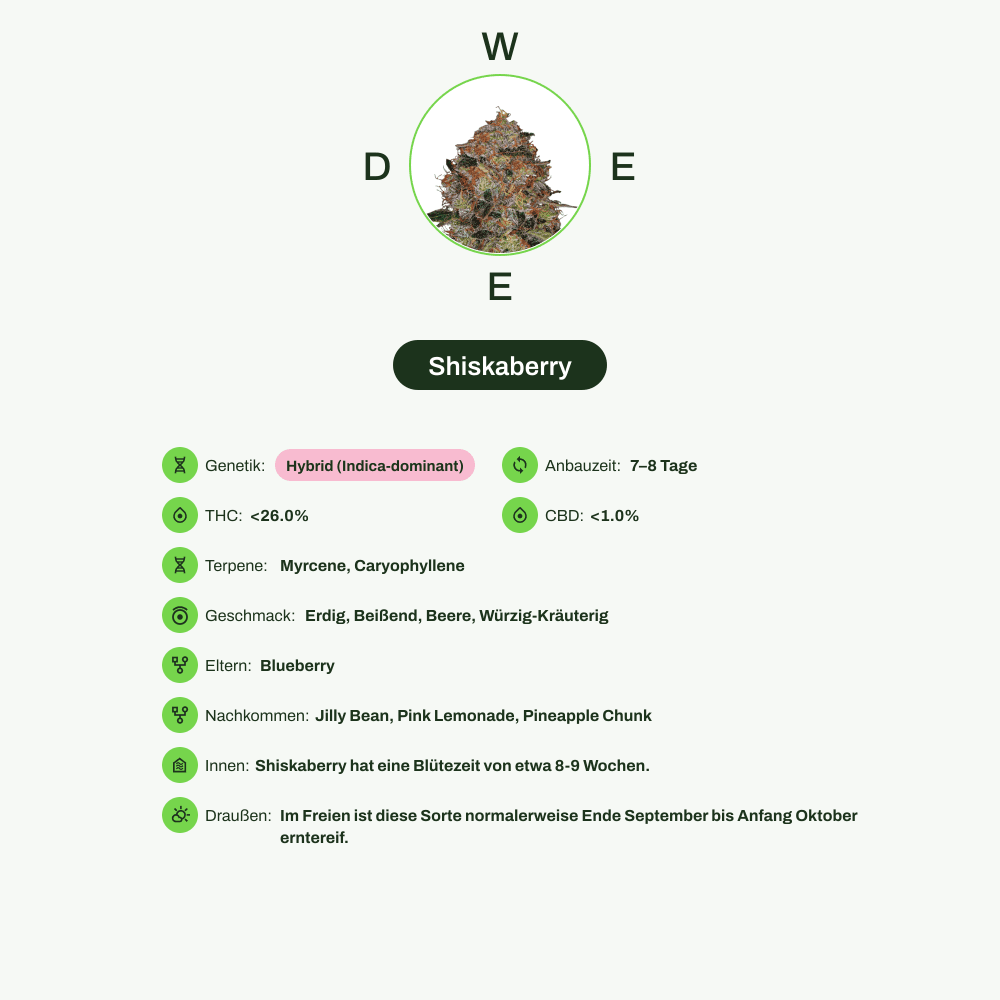 Infografik über THC-Gehalt, CBD-Gehalt, Terpene, Wirkungen, Geschmack von Shiskaberry