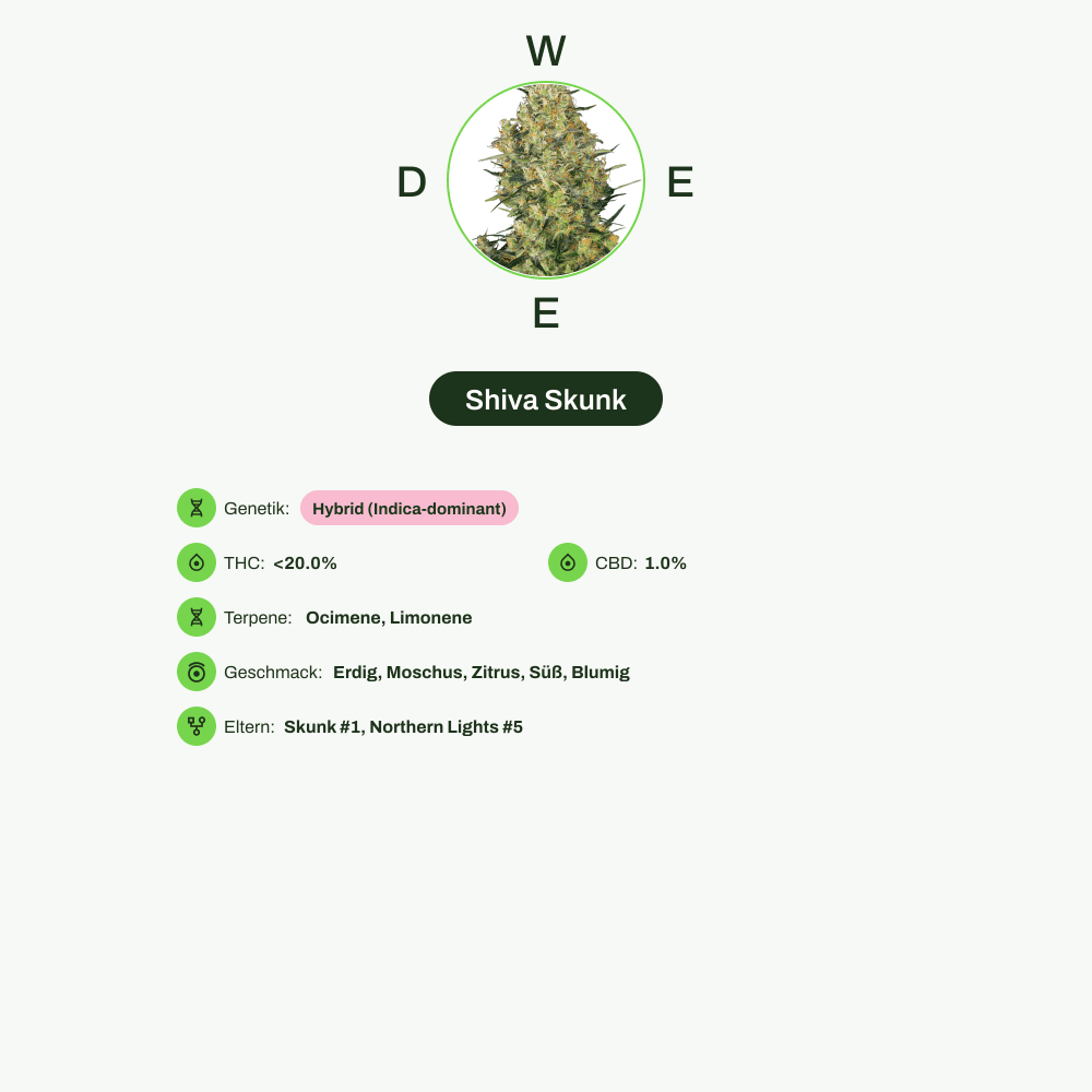 Infografik über THC-Gehalt, CBD-Gehalt, Terpene, Wirkungen, Geschmack von Shiva Skunk