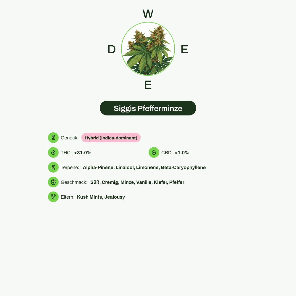 Infografik über THC-Gehalt, CBD-Gehalt, Terpene, Wirkungen, Geschmack von Siggis Pfefferminze