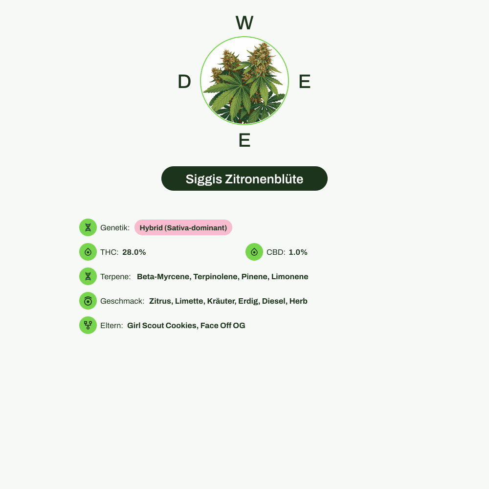 Infografik über THC-Gehalt, CBD-Gehalt, Terpene, Wirkungen, Geschmack von Siggis Zitronenblüte