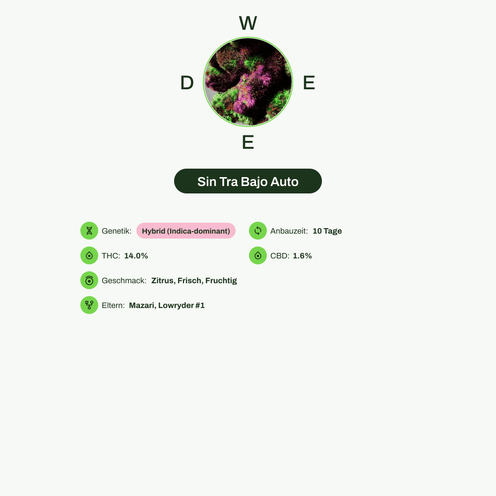 Infografik über THC-Gehalt, CBD-Gehalt, Terpene, Wirkungen, Geschmack von Sin Tra Bajo Auto