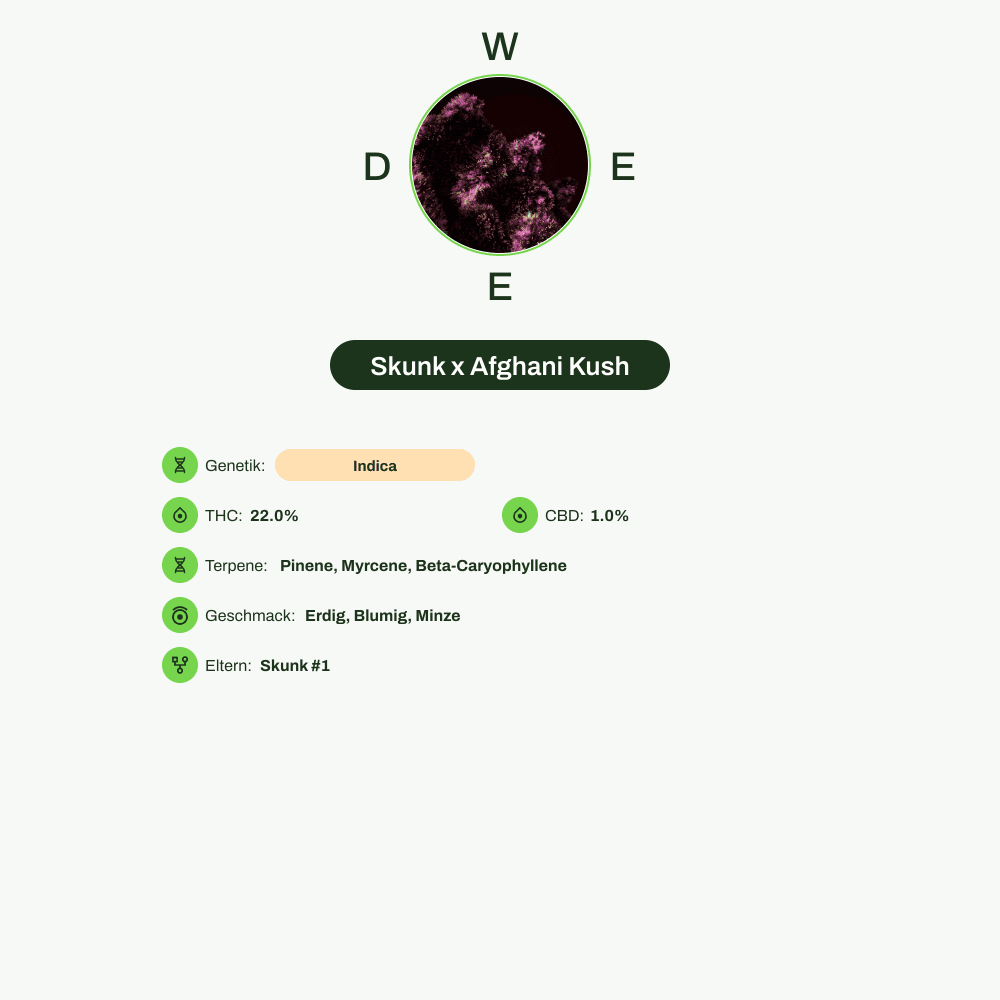 Infografik über THC-Gehalt, CBD-Gehalt, Terpene, Wirkungen, Geschmack von Skunk x Afghani Kush