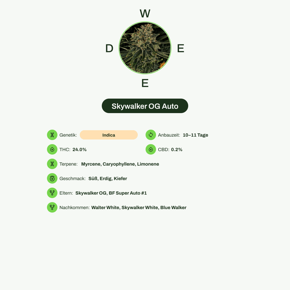 Infografik über THC-Gehalt, CBD-Gehalt, Terpene, Wirkungen, Geschmack von Skywalker OG Auto