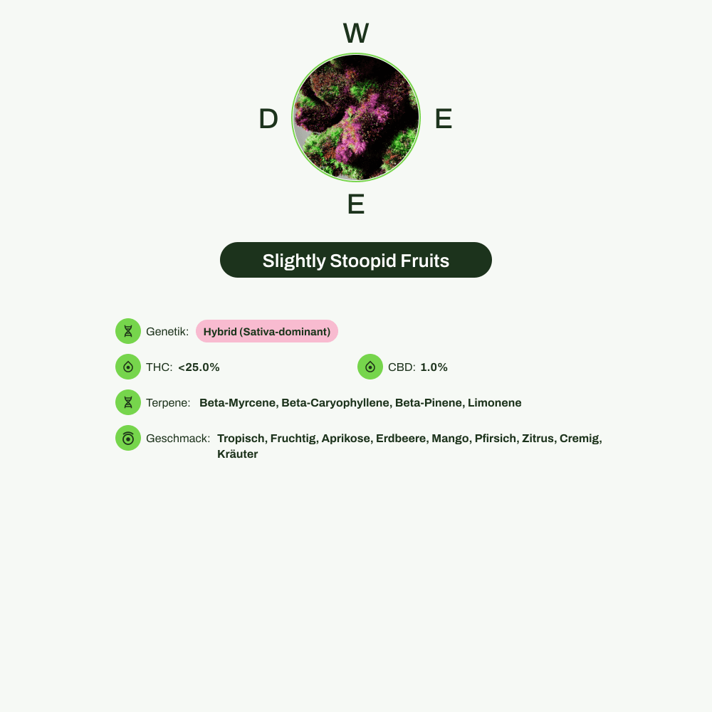 Infografik über THC-Gehalt, CBD-Gehalt, Terpene, Wirkungen, Geschmack von Slightly Stoopid Fruits