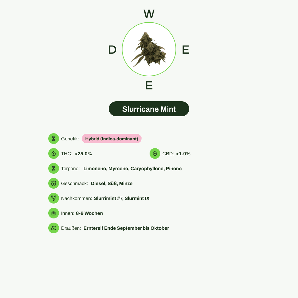 Infografik über THC-Gehalt, CBD-Gehalt, Terpene, Wirkungen, Geschmack von Slurricane Mint