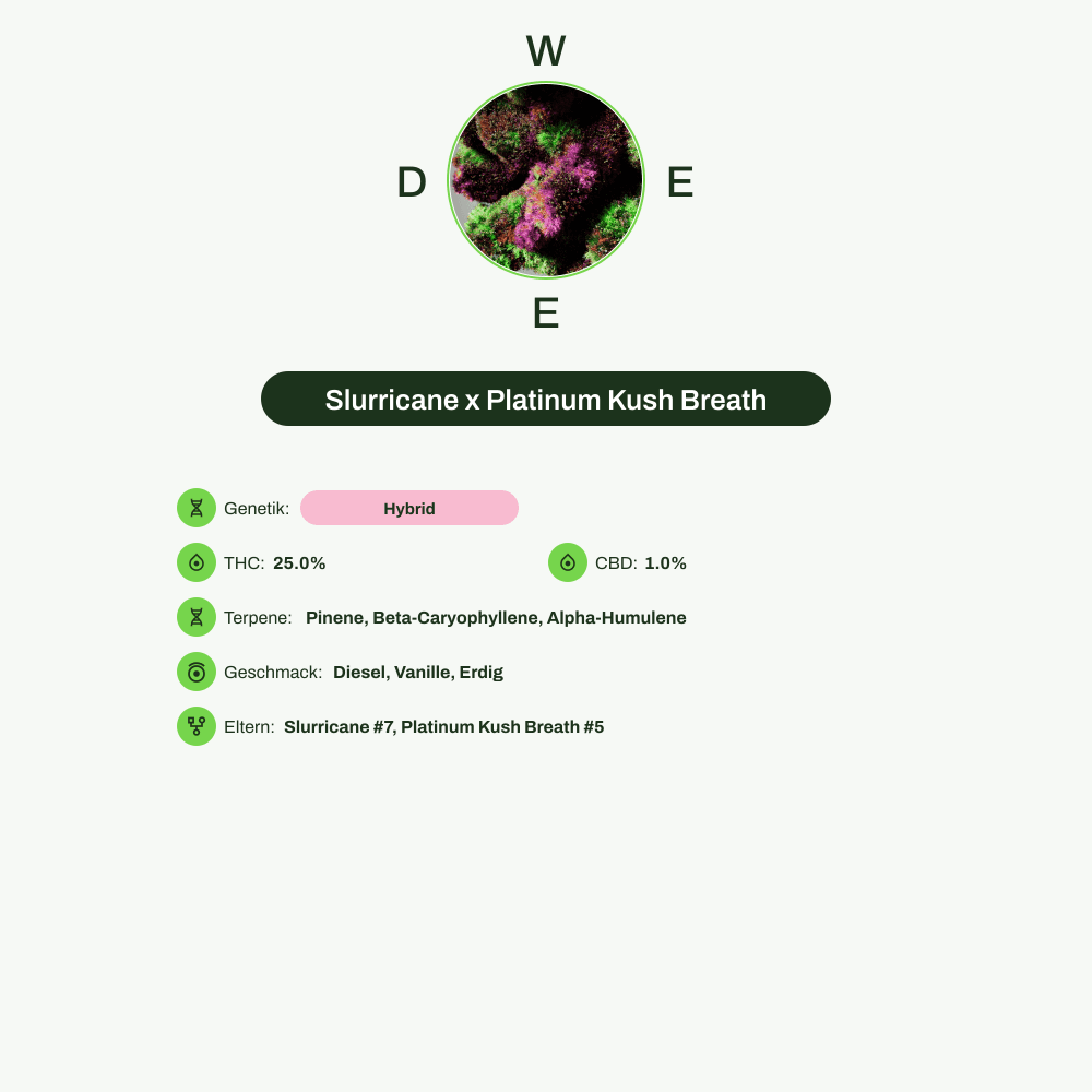 Infografik über THC-Gehalt, CBD-Gehalt, Terpene, Wirkungen, Geschmack von Slurricane x Platinum Kush Breath