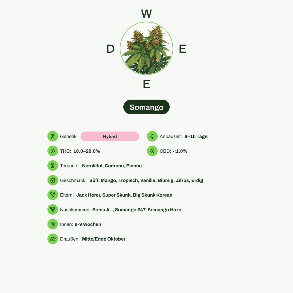 Infografik über THC-Gehalt, CBD-Gehalt, Terpene, Wirkungen, Geschmack von Somango