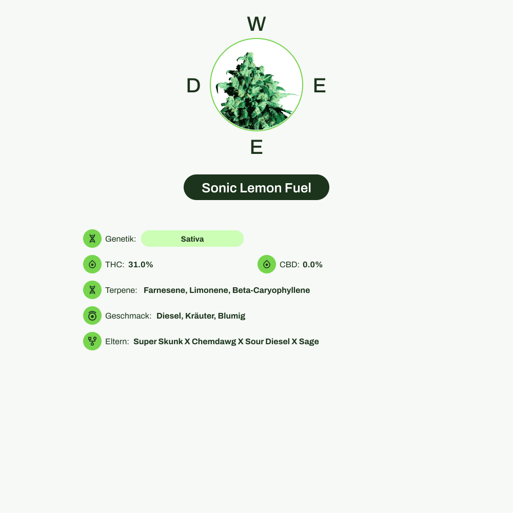 Infografik über THC-Gehalt, CBD-Gehalt, Terpene, Wirkungen, Geschmack von Sonic Lemon Fuel