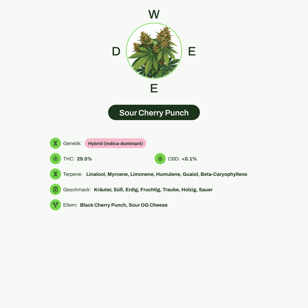Infografik über THC-Gehalt, CBD-Gehalt, Terpene, Wirkungen, Geschmack von Sour Cherry Punch