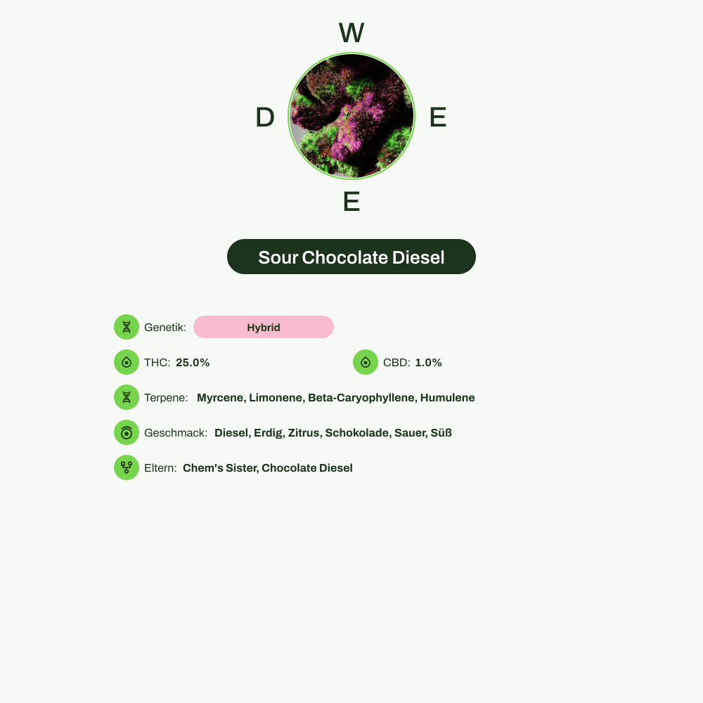 Infografik über THC-Gehalt, CBD-Gehalt, Terpene, Wirkungen, Geschmack von Sour Chocolate Diesel