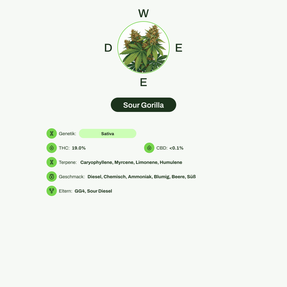 Infografik über THC-Gehalt, CBD-Gehalt, Terpene, Wirkungen, Geschmack von Sour Gorilla