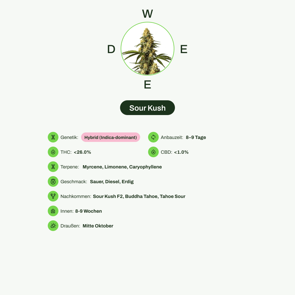 Infografik über THC-Gehalt, CBD-Gehalt, Terpene, Wirkungen, Geschmack von Sour Kush