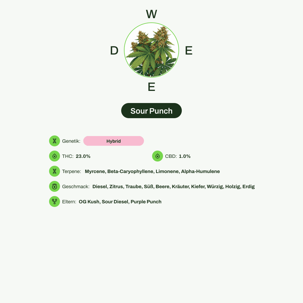 Infografik über THC-Gehalt, CBD-Gehalt, Terpene, Wirkungen, Geschmack von Sour Punch