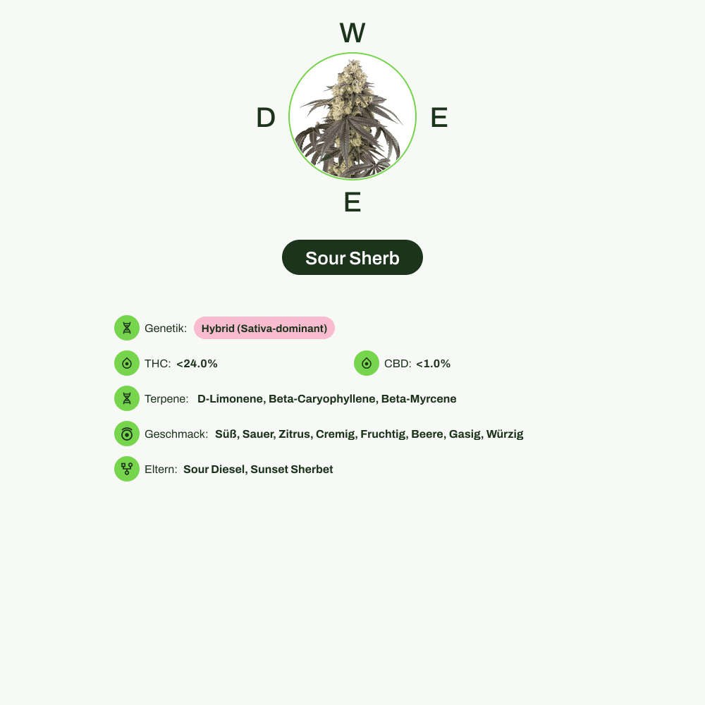 Infografik über THC-Gehalt, CBD-Gehalt, Terpene, Wirkungen, Geschmack von Sour Sherb