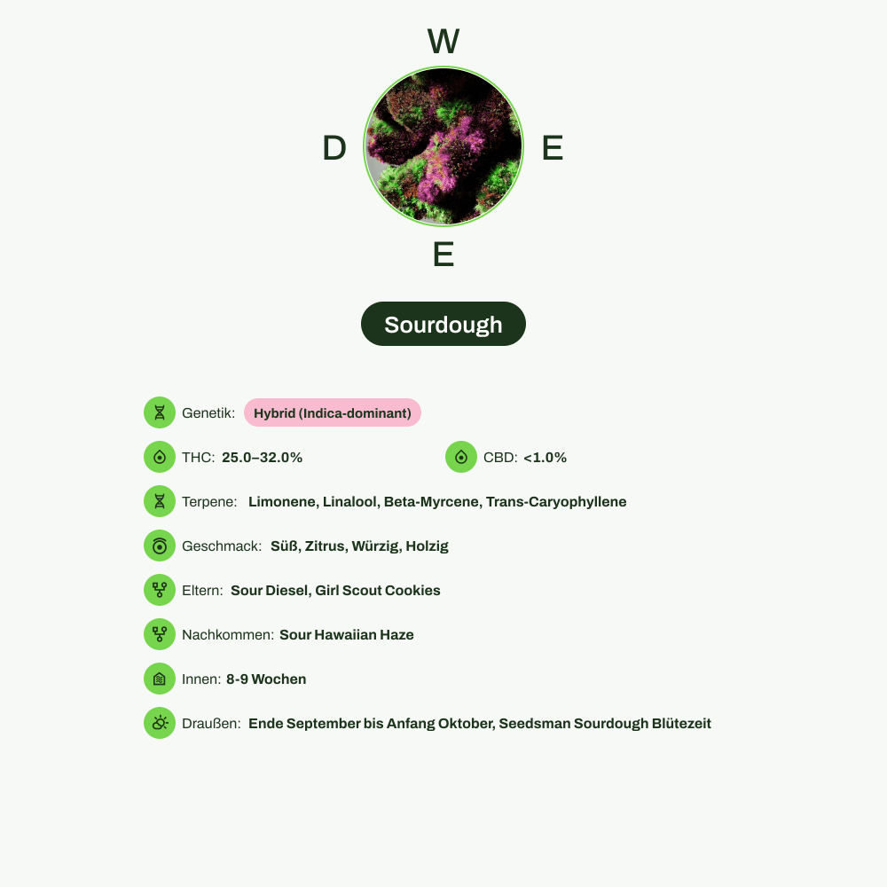 Infografik über THC-Gehalt, CBD-Gehalt, Terpene, Wirkungen, Geschmack von Sourdough