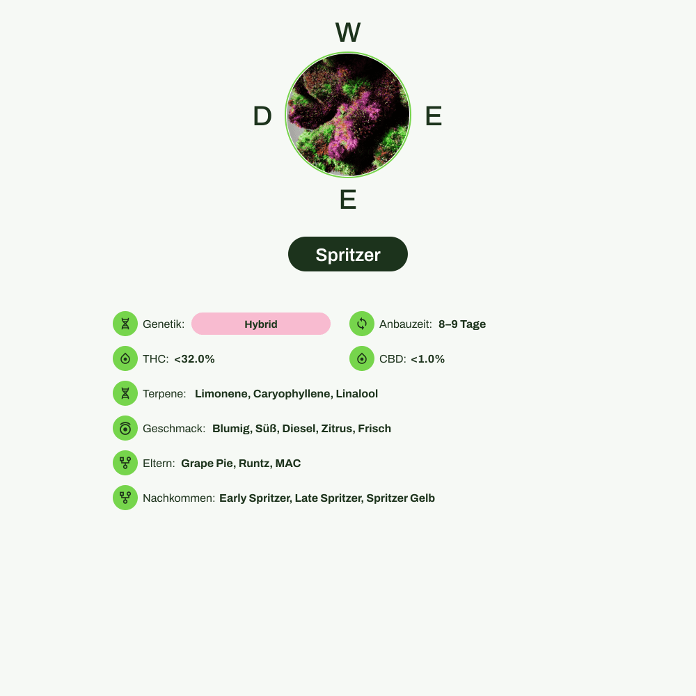Infografik über THC-Gehalt, CBD-Gehalt, Terpene, Wirkungen, Geschmack von Spritzer