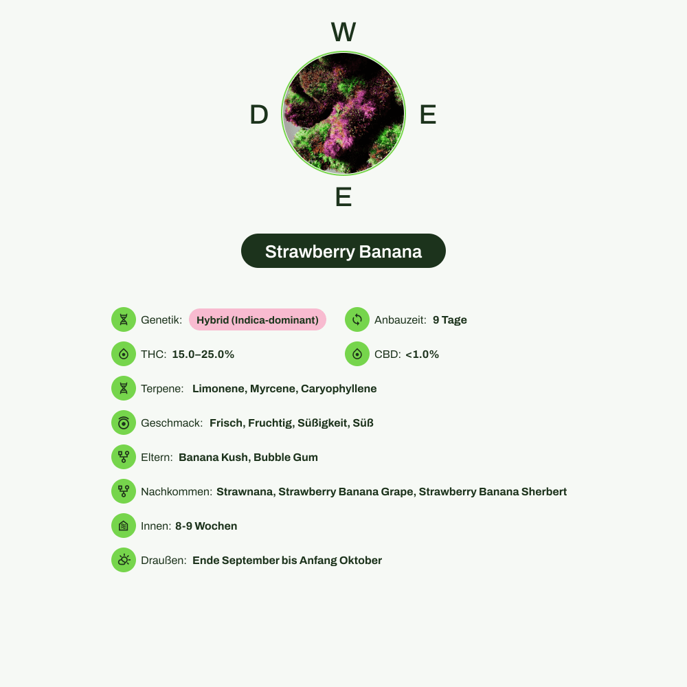 Infografik über THC-Gehalt, CBD-Gehalt, Terpene, Wirkungen, Geschmack von Strawberry Banana