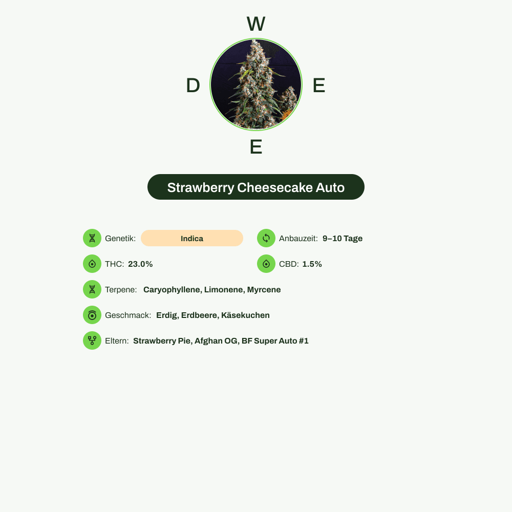 Infografik über THC-Gehalt, CBD-Gehalt, Terpene, Wirkungen, Geschmack von Strawberry Cheesecake Auto