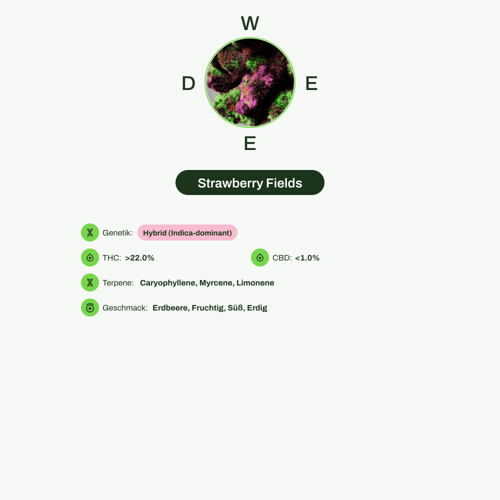 Infografik über THC-Gehalt, CBD-Gehalt, Terpene, Wirkungen, Geschmack von Strawberry Fields