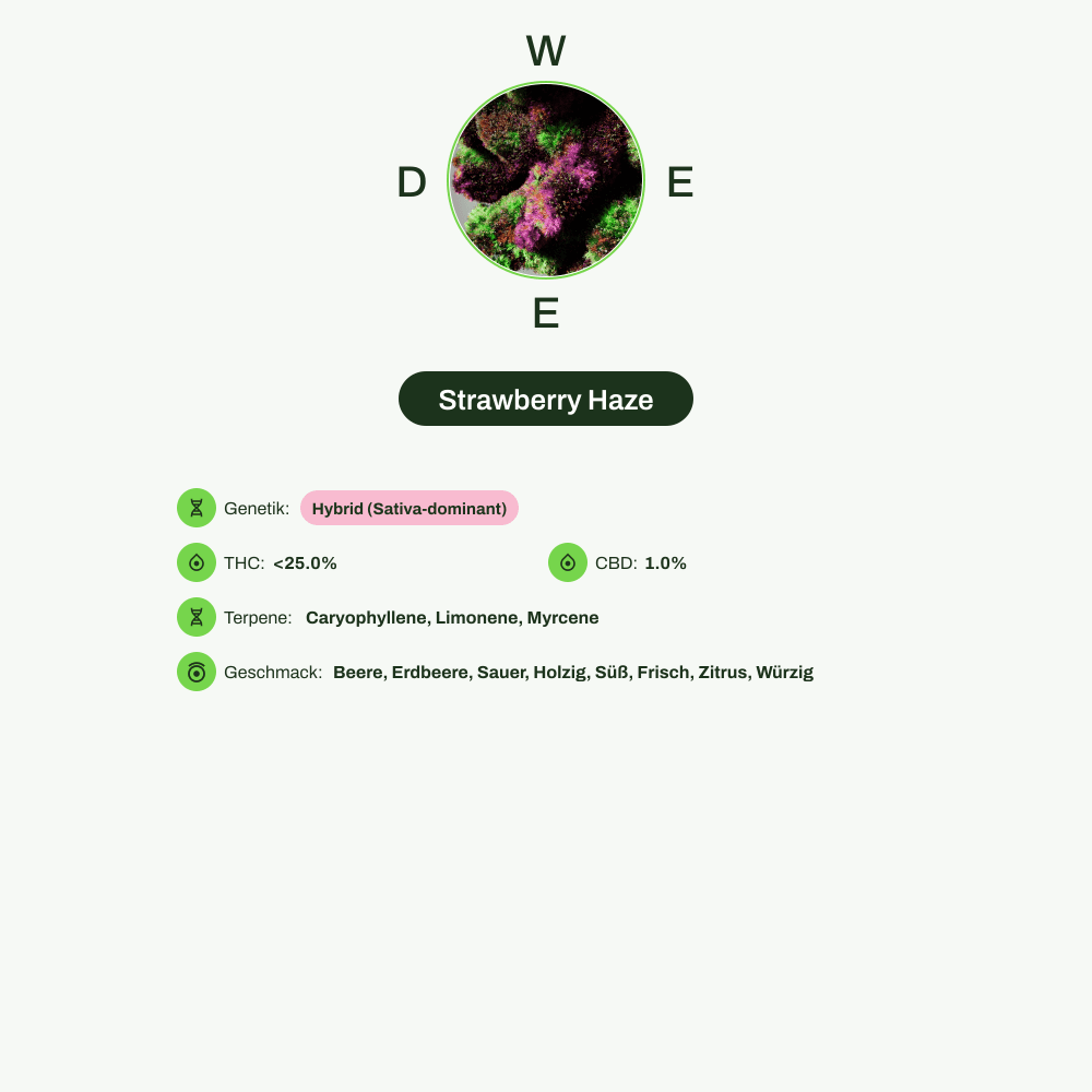 Infografik über THC-Gehalt, CBD-Gehalt, Terpene, Wirkungen, Geschmack von Strawberry Haze