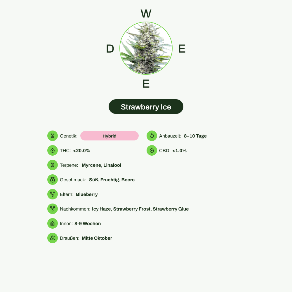 Infografik über THC-Gehalt, CBD-Gehalt, Terpene, Wirkungen, Geschmack von Strawberry Ice