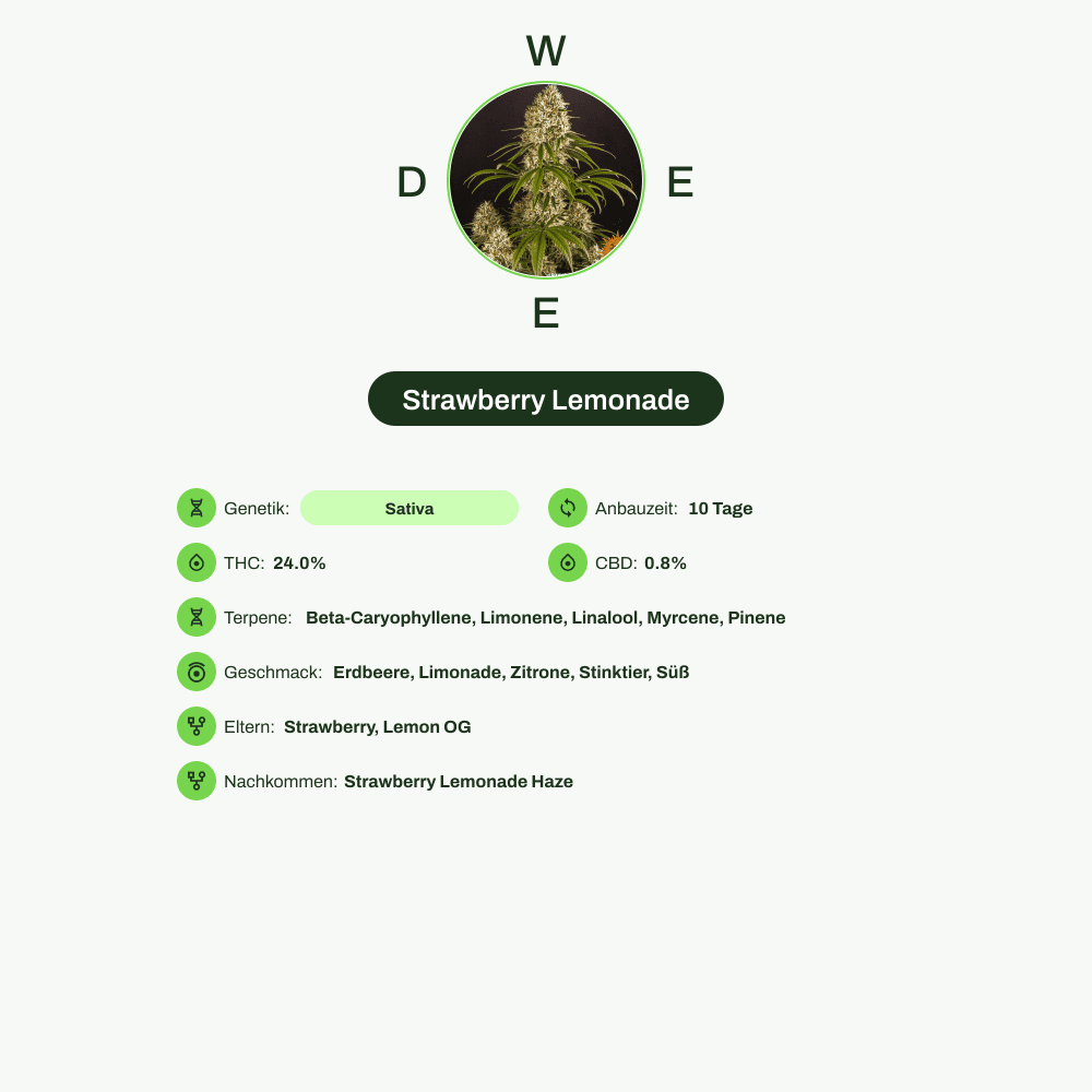 Infografik über THC-Gehalt, CBD-Gehalt, Terpene, Wirkungen, Geschmack von Strawberry Lemonade