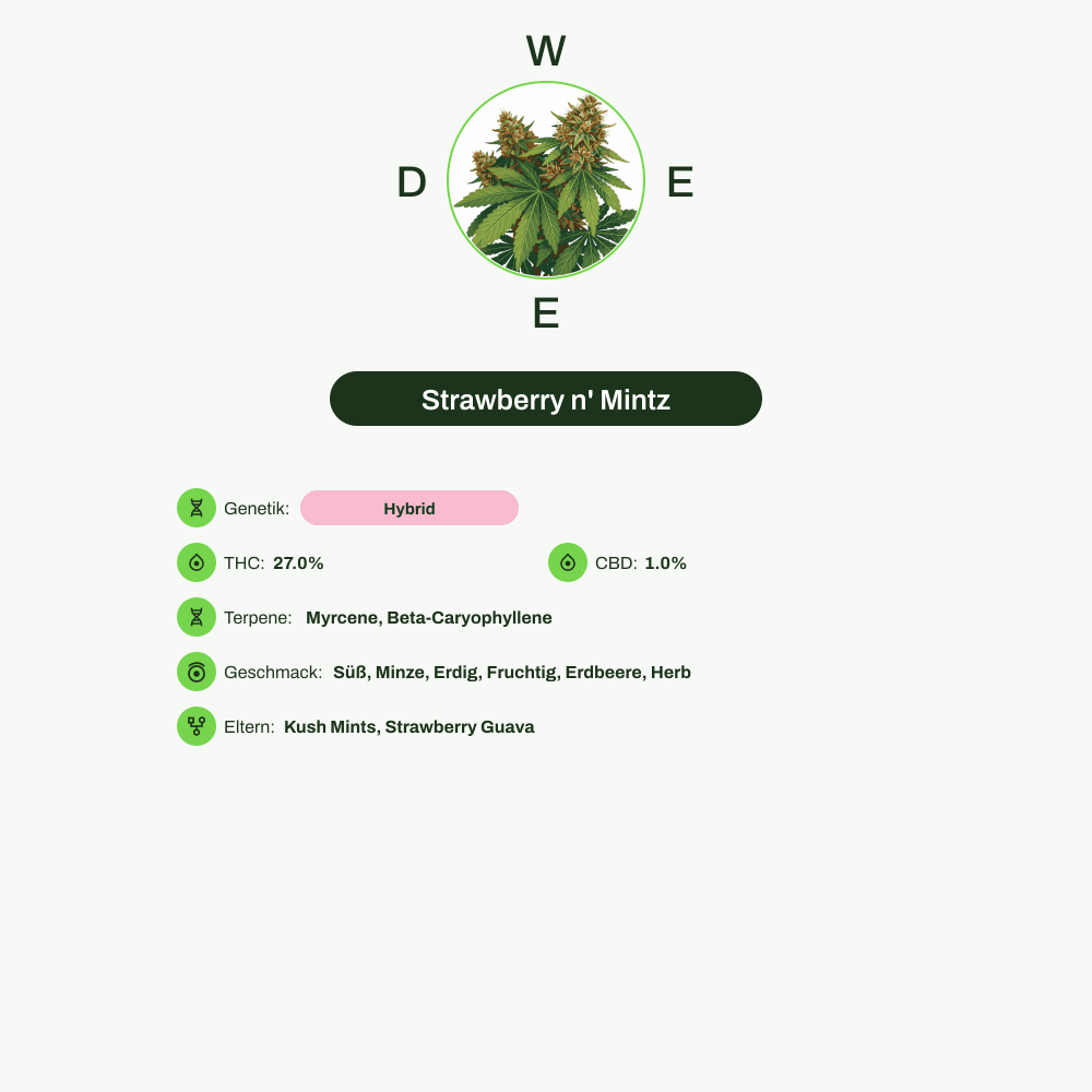Infografik über THC-Gehalt, CBD-Gehalt, Terpene, Wirkungen, Geschmack von Strawberry n' Mintz