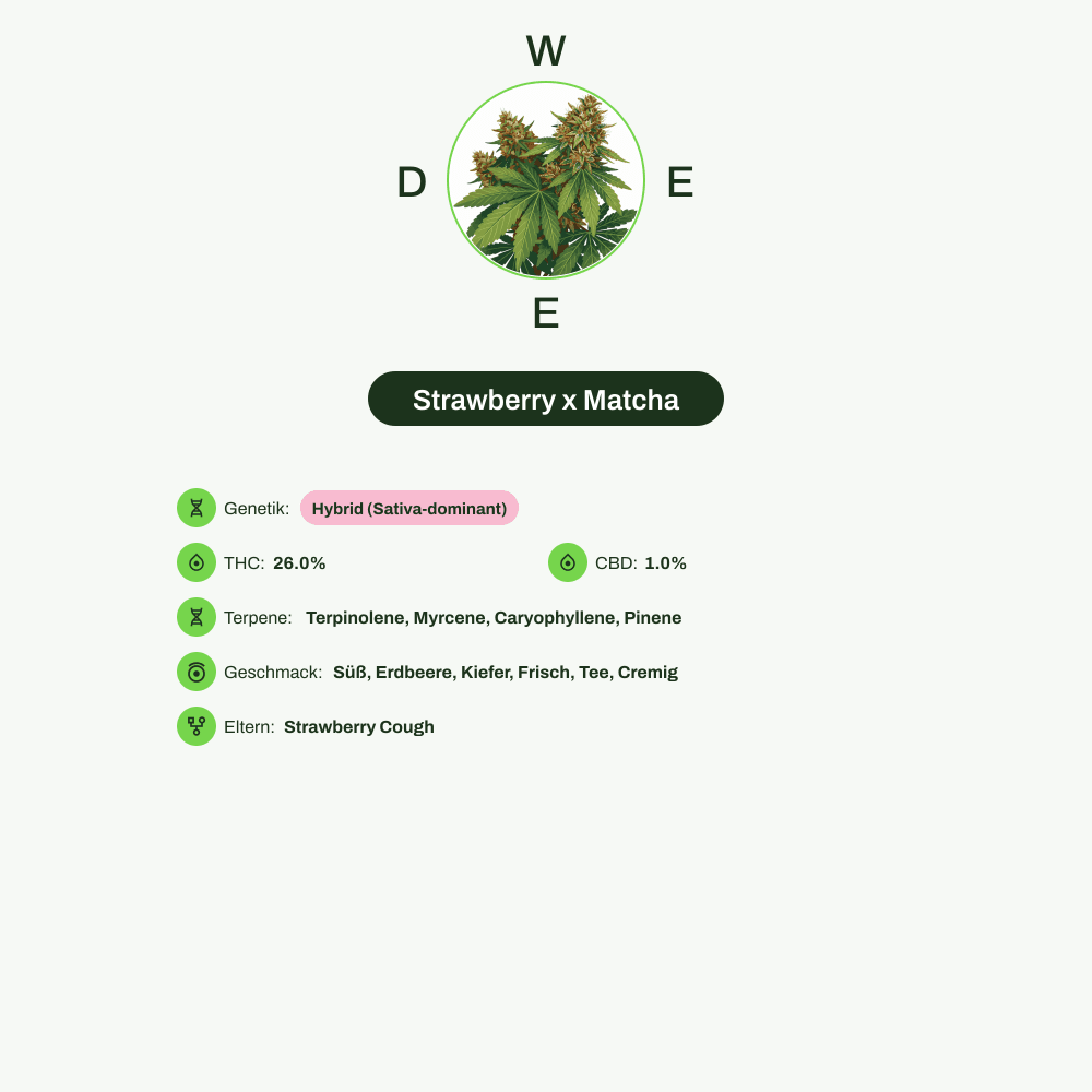 Infografik über THC-Gehalt, CBD-Gehalt, Terpene, Wirkungen, Geschmack von Strawberry x Matcha