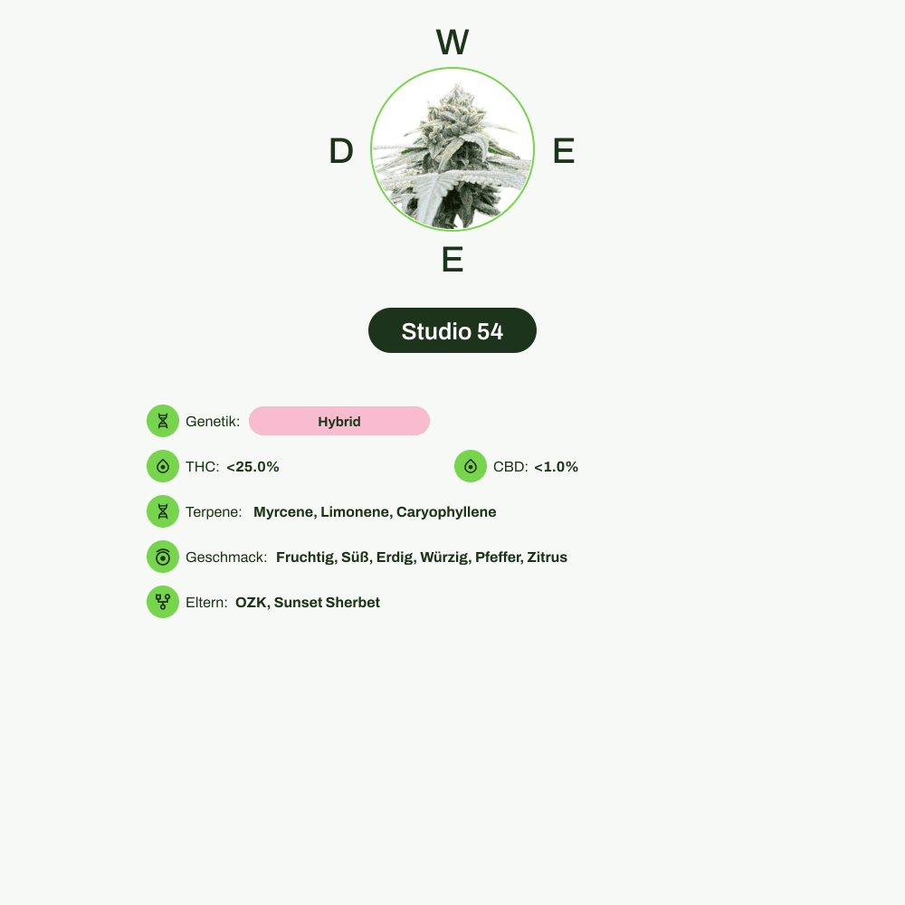 Infografik über THC-Gehalt, CBD-Gehalt, Terpene, Wirkungen, Geschmack von Studio 54