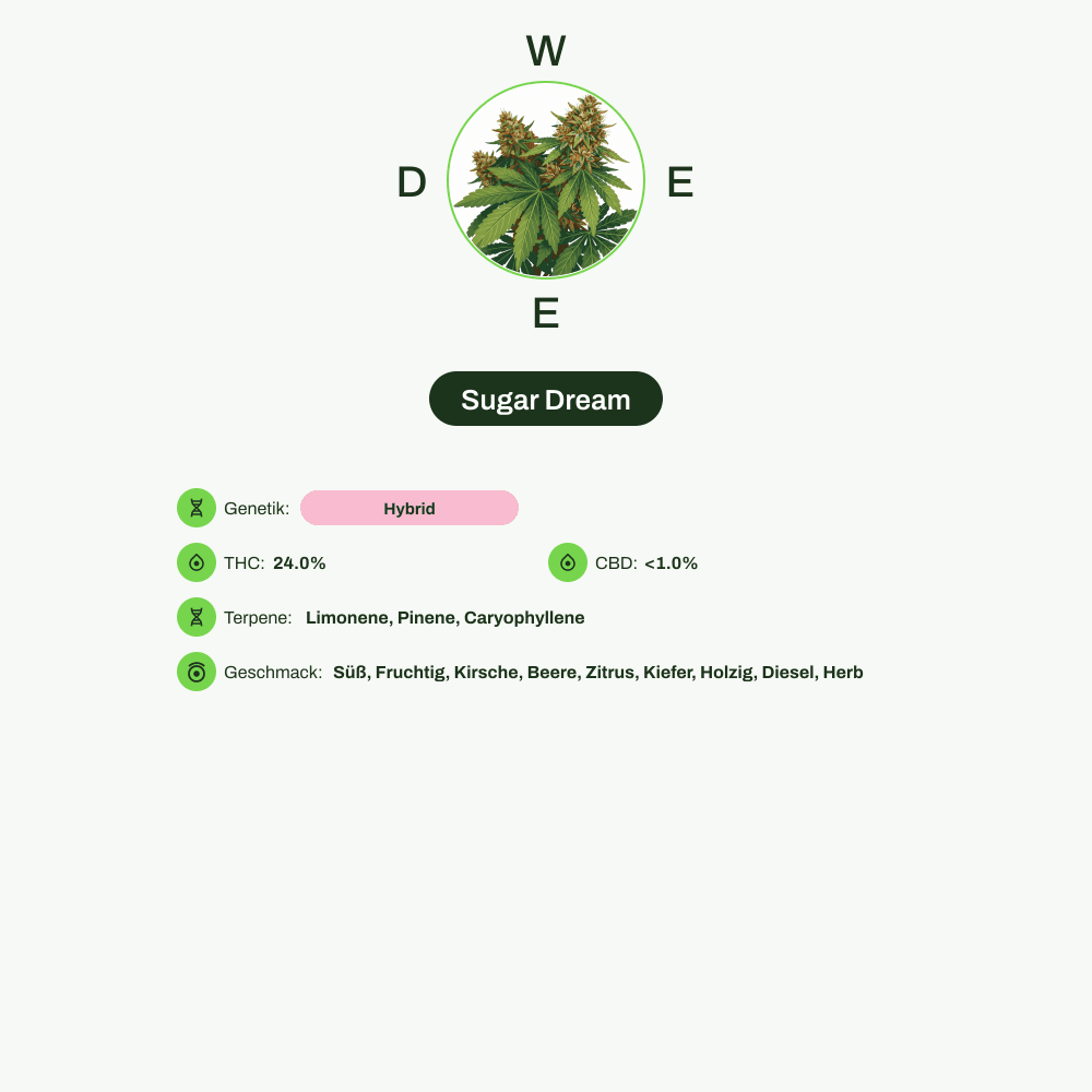 Infografik über THC-Gehalt, CBD-Gehalt, Terpene, Wirkungen, Geschmack von Sugar Dream