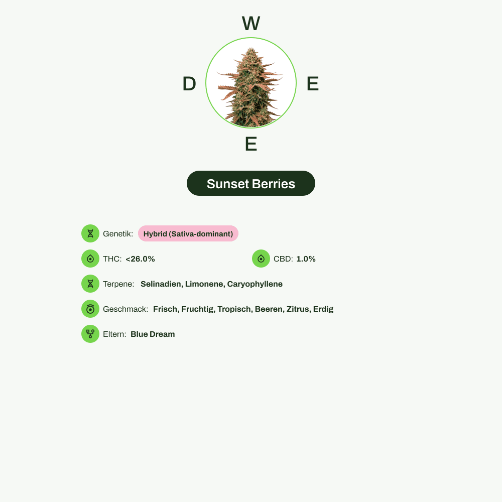 Infografik über THC-Gehalt, CBD-Gehalt, Terpene, Wirkungen, Geschmack von Sunset Berries