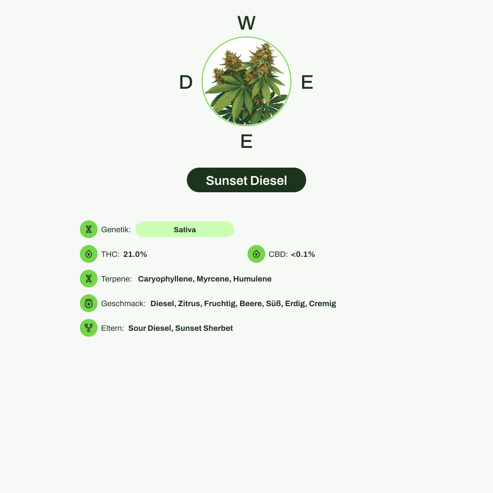 Infografik über THC-Gehalt, CBD-Gehalt, Terpene, Wirkungen, Geschmack von Sunset Diesel