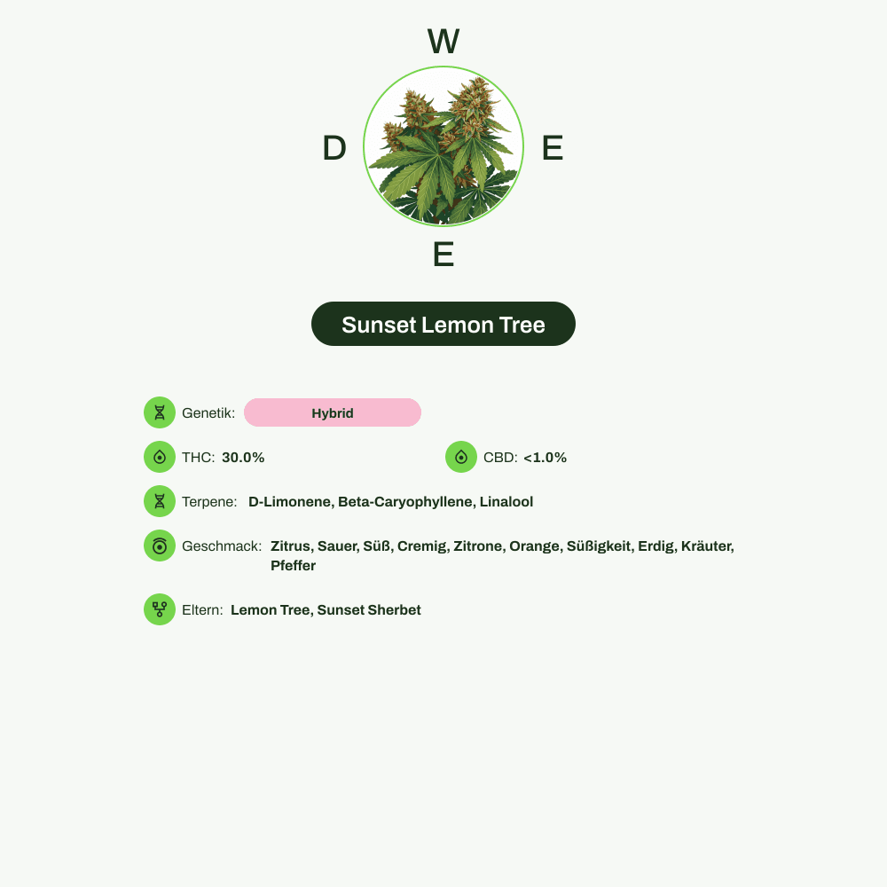 Infografik über THC-Gehalt, CBD-Gehalt, Terpene, Wirkungen, Geschmack von Sunset Lemon Tree
