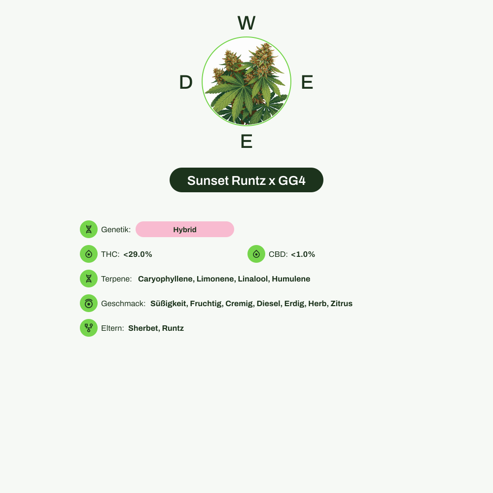 Infografik über THC-Gehalt, CBD-Gehalt, Terpene, Wirkungen, Geschmack von Sunset Runtz x GG4